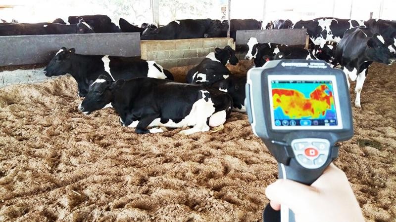 Cross ventilation para vacas