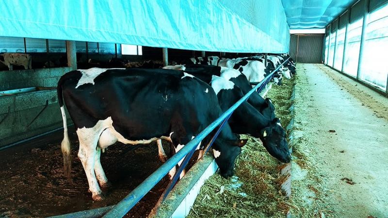 Cross ventilation para vacas